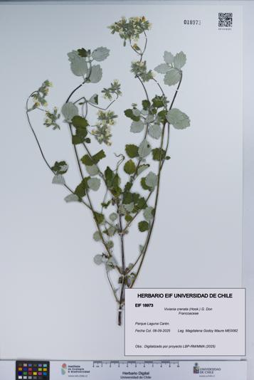 Viviania crenata [Espécimen: UCH:EIF:0018973]