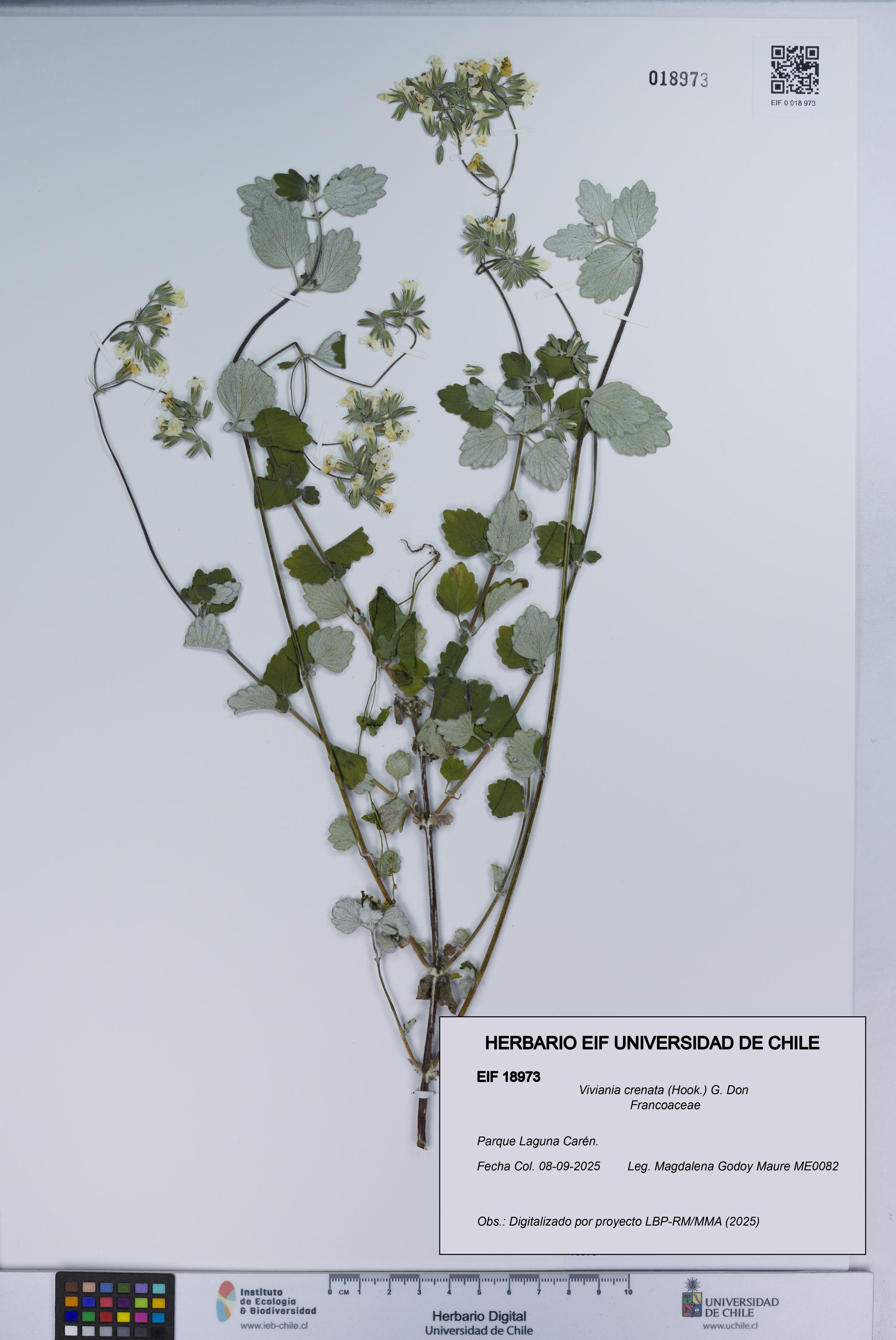 Viviania crenata [Espécimen: UCH:EIF:0018973]