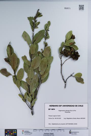 Kageneckia oblonga [Espécimen: UCH:EIF:0018974]