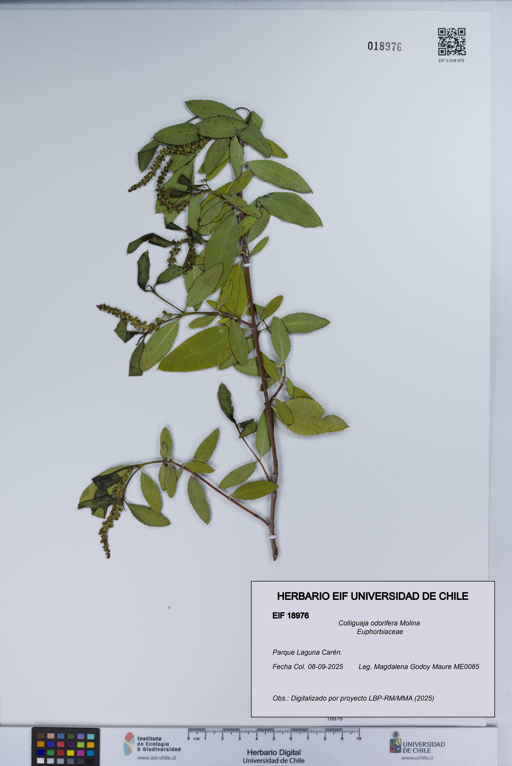 Colliguaja odorifera [Espécimen: UCH:EIF:0018976]