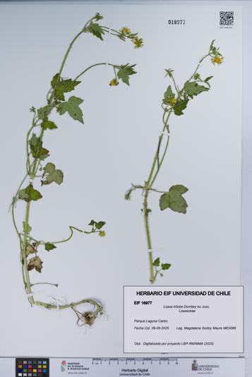 Loasa triloba [Espécimen: UCH:EIF:0018977]