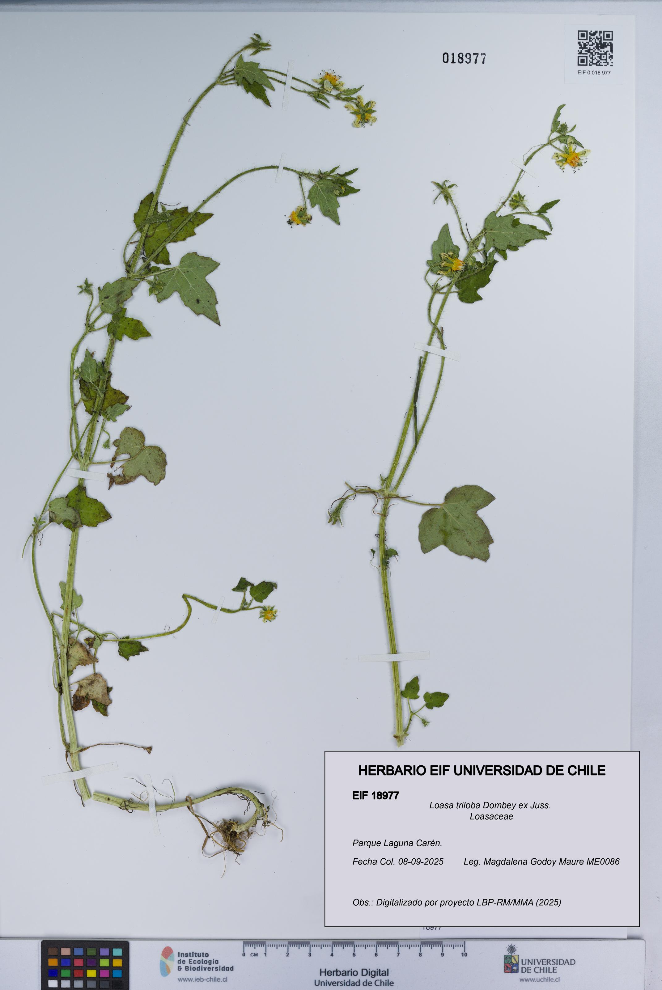 Loasa triloba [Espécimen: UCH:EIF:0018977]