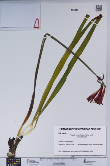 Phycella cyrtanthoides [Espécimen: UCH:EIF:0018978]