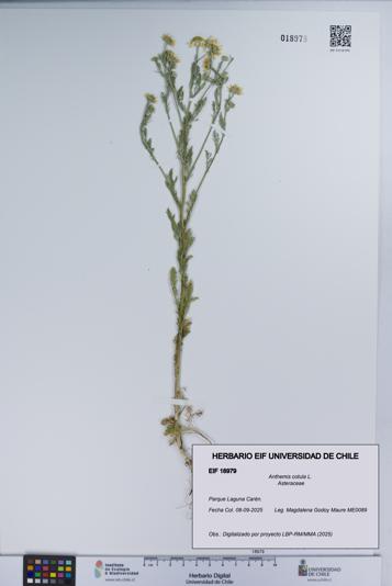 Anthemis cotula [Espécimen: UCH:EIF:0018979]
