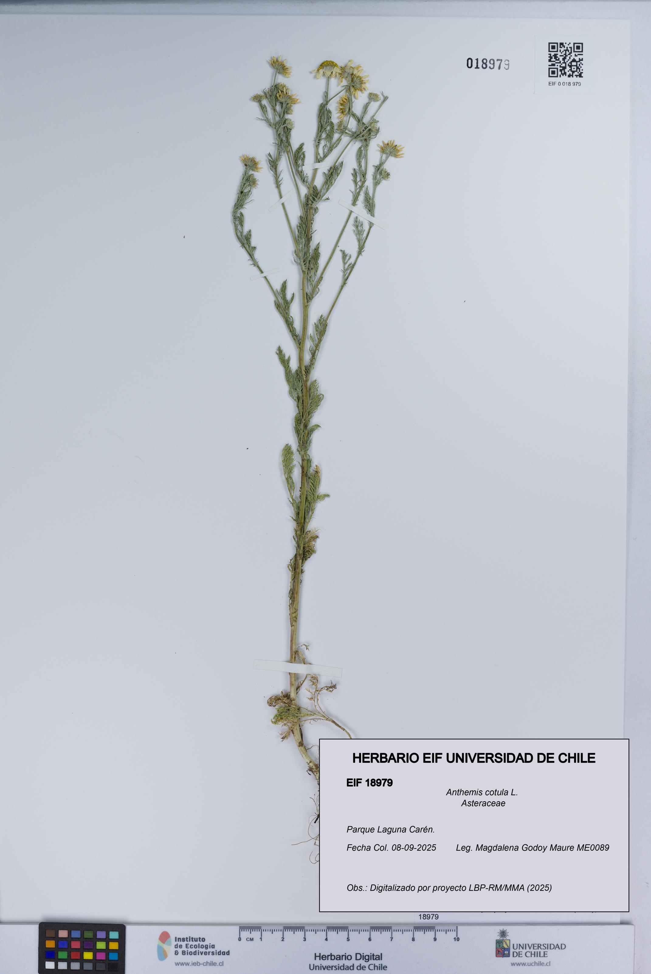 Anthemis cotula [Espécimen: UCH:EIF:0018979]