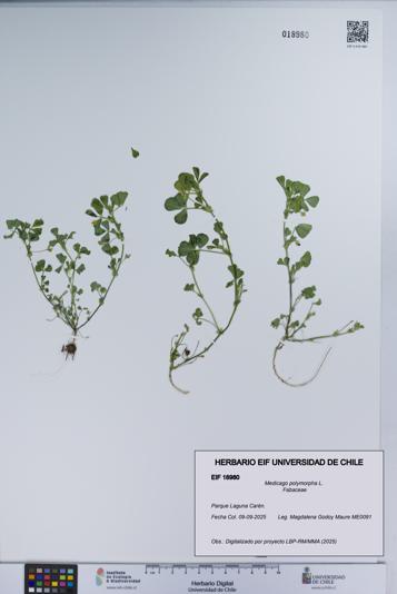Medicago polymorpha [Espécimen: UCH:EIF:0018980]