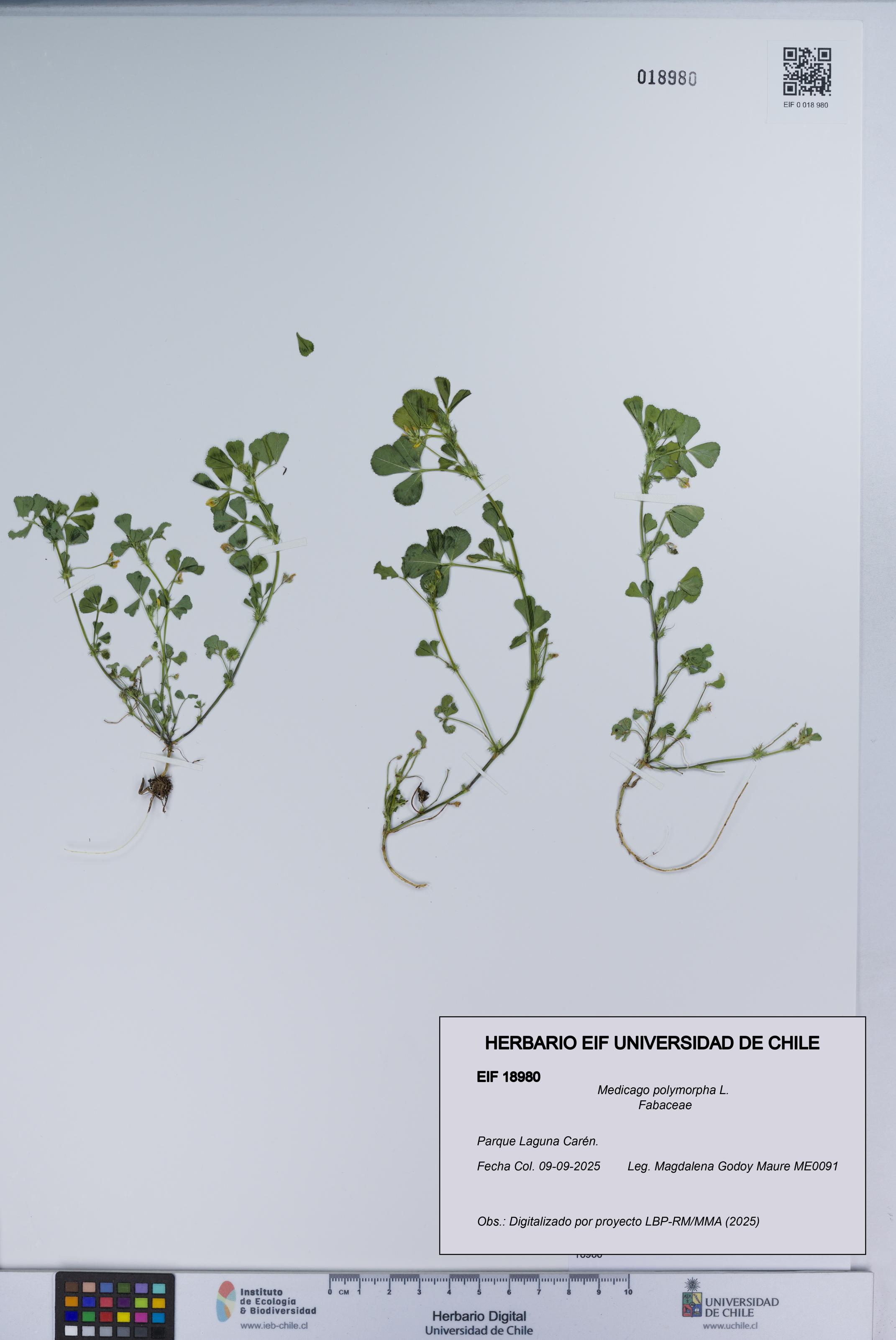 Medicago polymorpha [Espécimen: UCH:EIF:0018980]