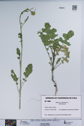 Raphanus raphanistrum [Espécimen: UCH:EIF:0018983]