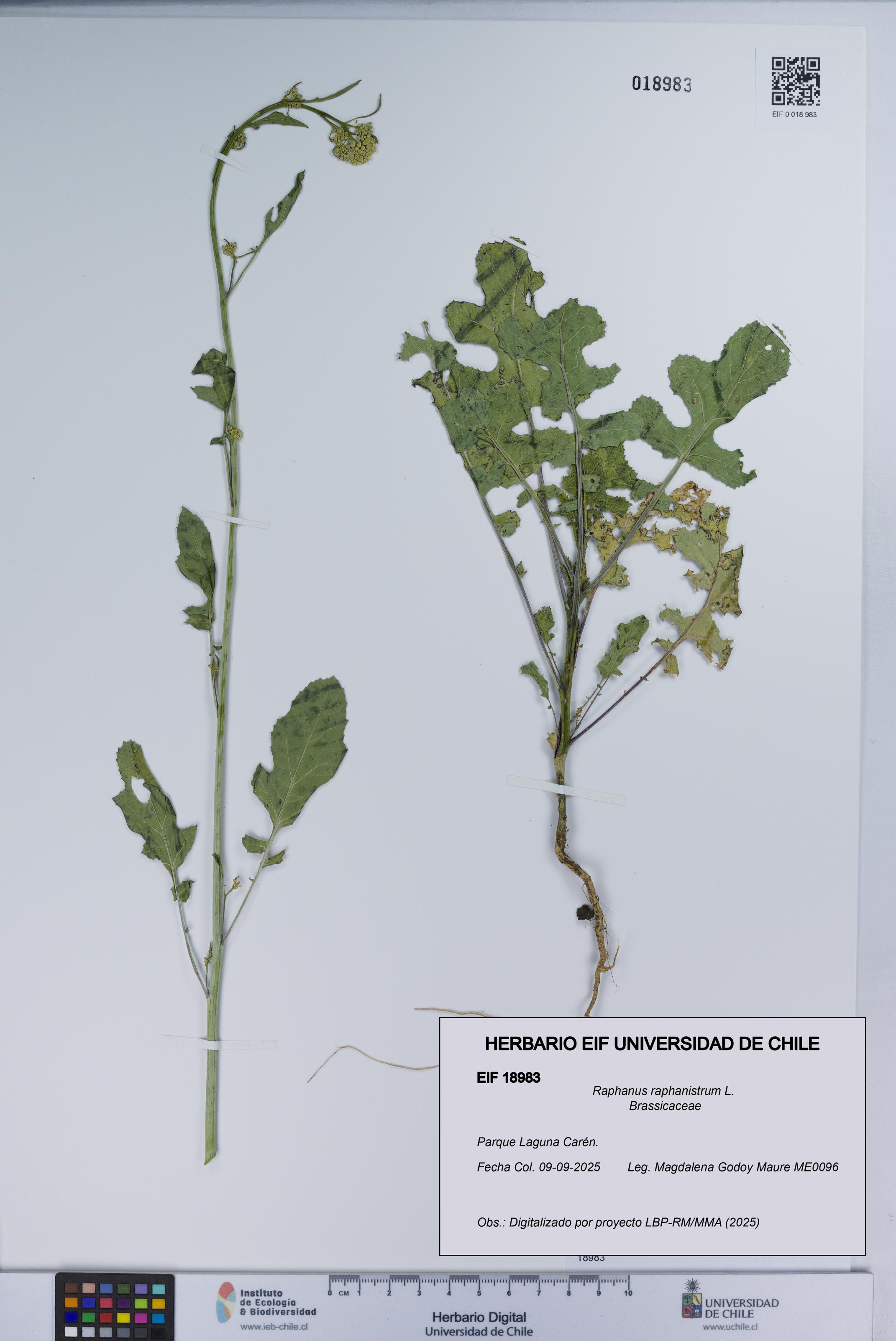 Raphanus raphanistrum [Espécimen: UCH:EIF:0018983]