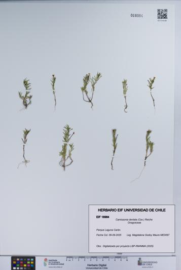 Camissonia dentata [Espécimen: UCH:EIF:0018984]