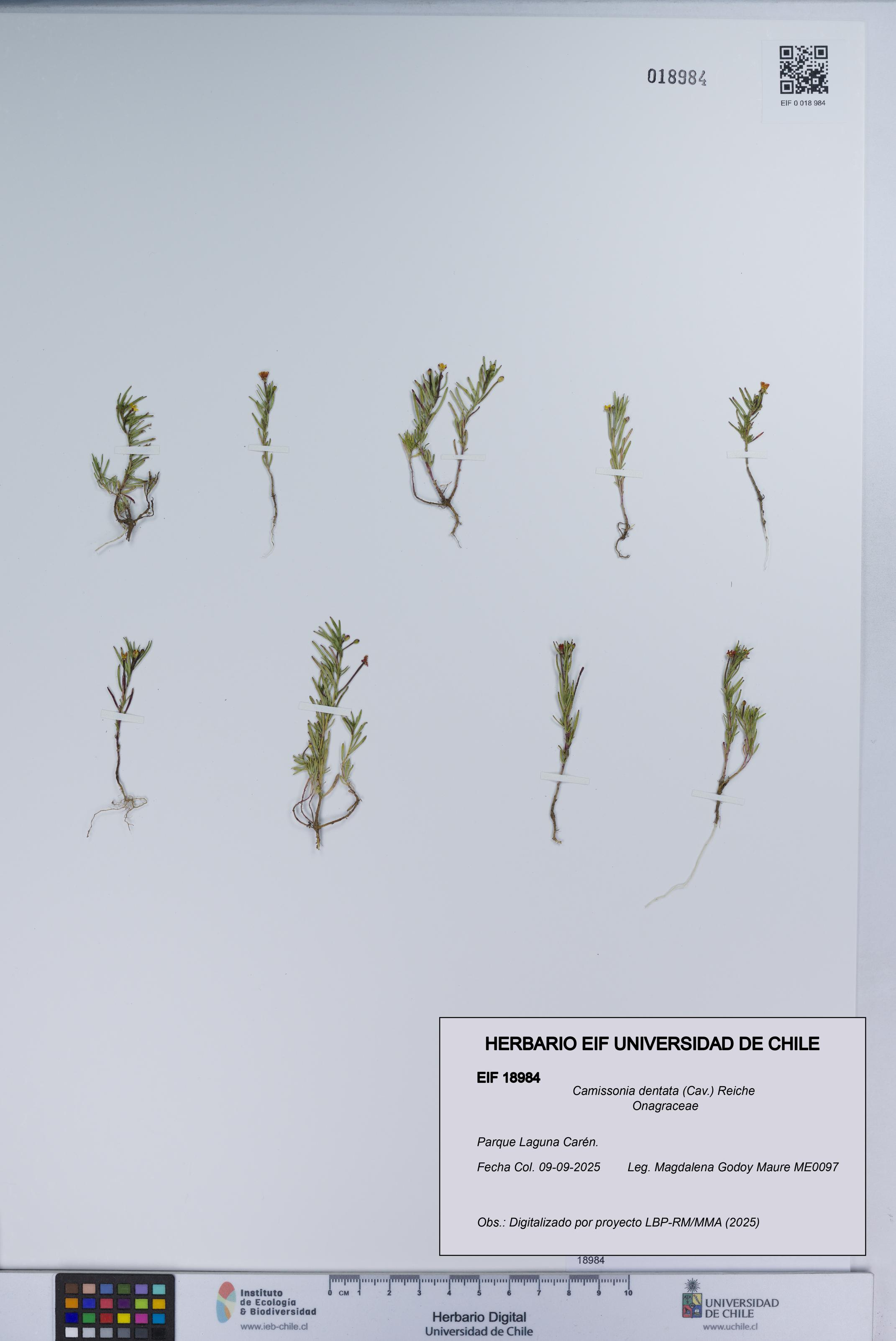 Camissonia dentata [Espécimen: UCH:EIF:0018984]