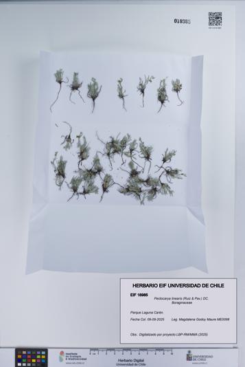 Pectocarya linearis [Espécimen: UCH:EIF:0018985]