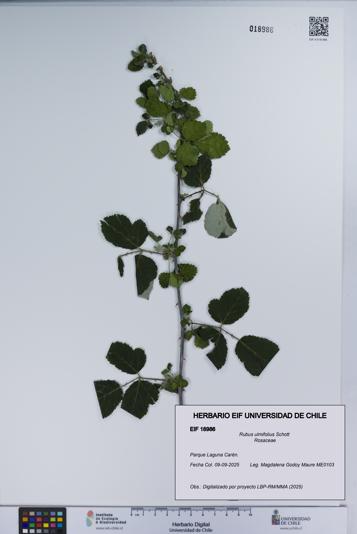 Rubus ulmifolius [Espécimen: UCH:EIF:0018986]