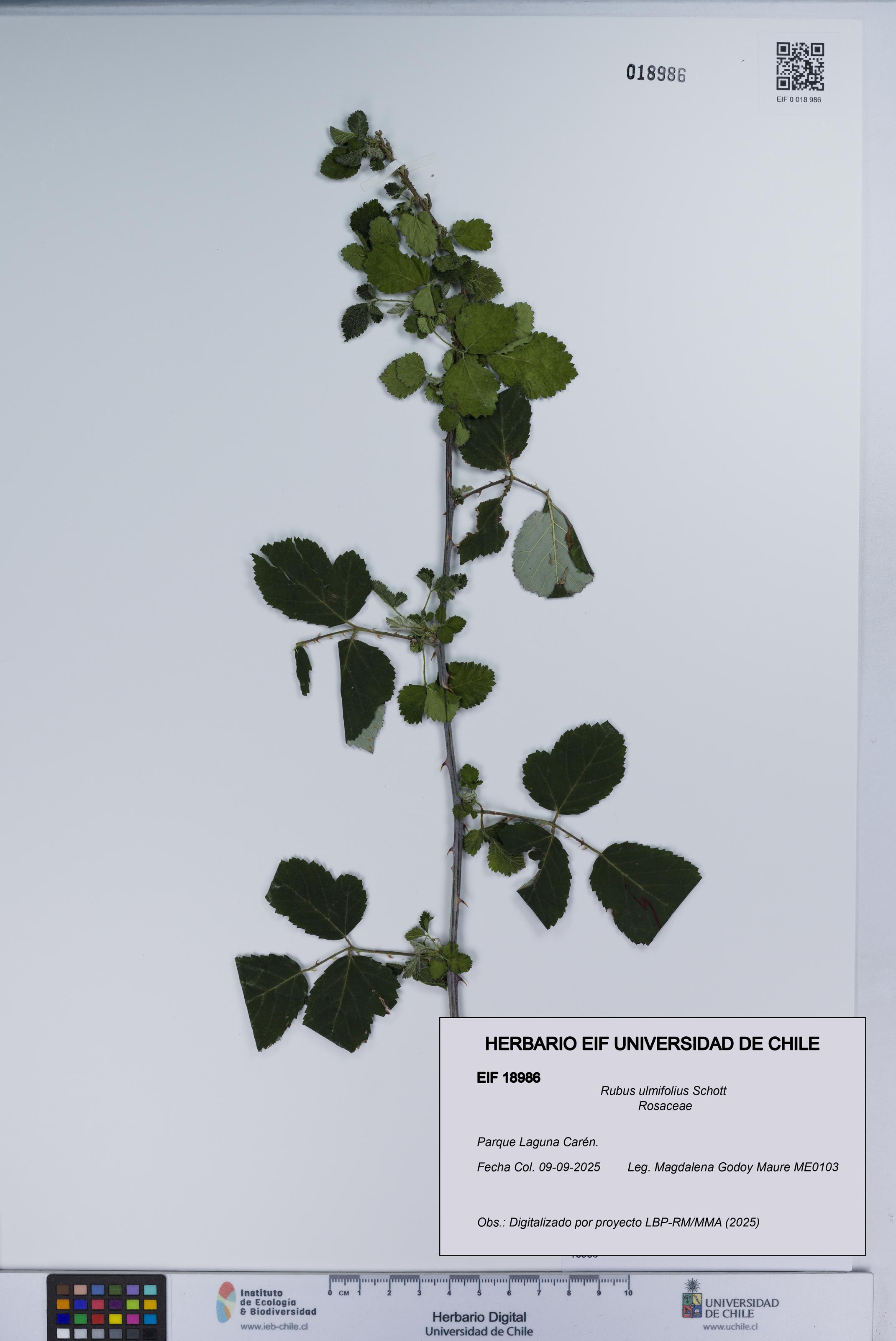 Rubus ulmifolius [Espécimen: UCH:EIF:0018986]