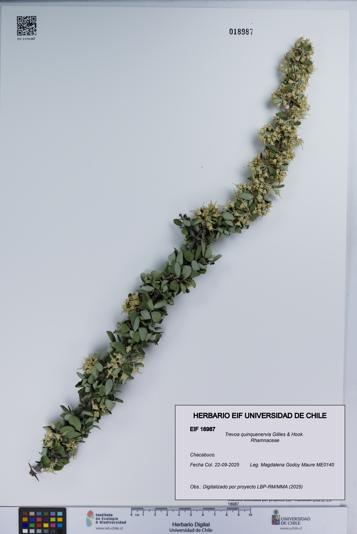 Trevoa quinquenervia [Espécimen: UCH:EIF:0018987]