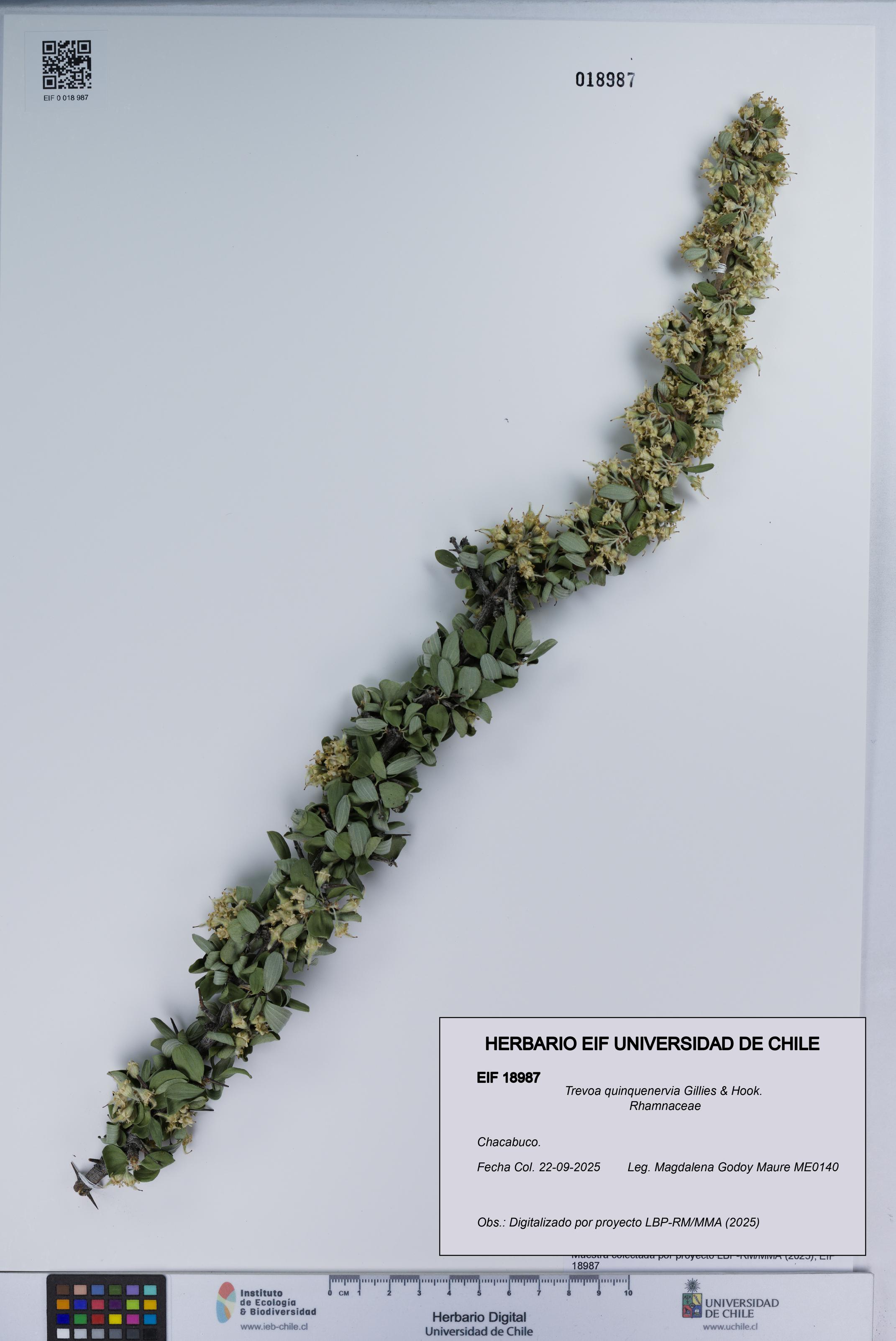 Trevoa quinquenervia [Espécimen: UCH:EIF:0018987]