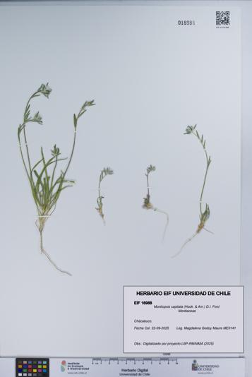 Montiopsis capitata [Espécimen: UCH:EIF:0018988]