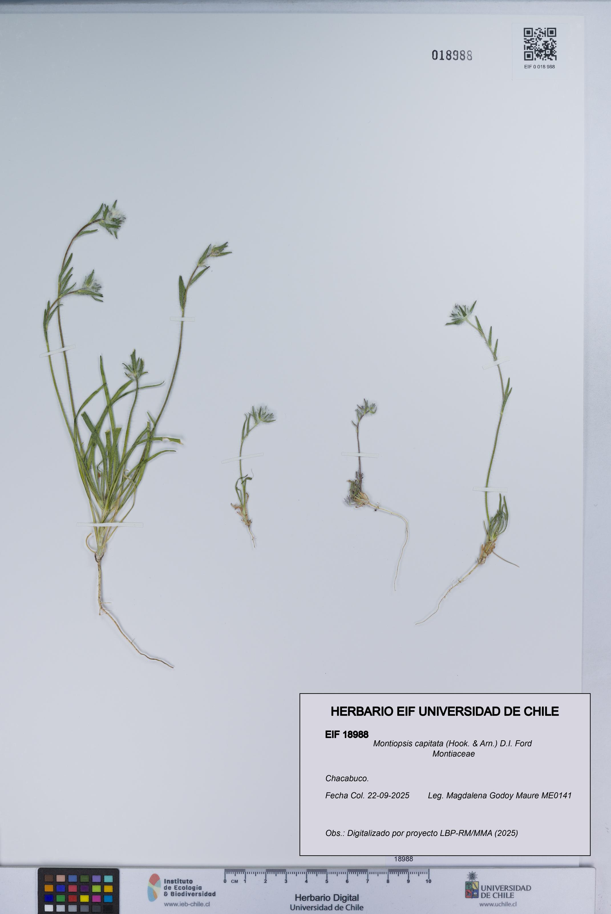 Montiopsis capitata [Espécimen: UCH:EIF:0018988]