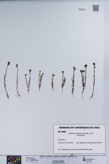 Calandrinia compressa [Espécimen: UCH:EIF:0018989]