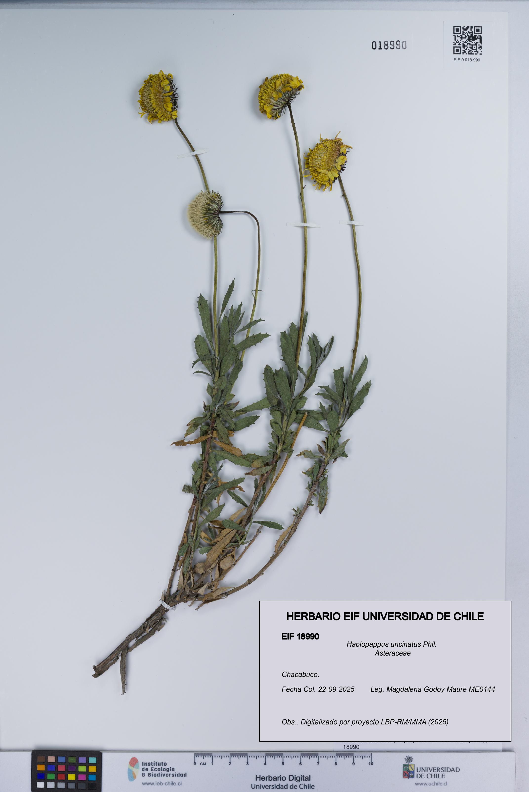 Haplopappus uncinatus [Espécimen: UCH:EIF:0018990]