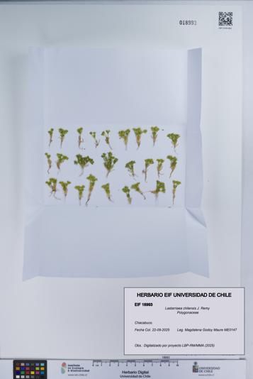 Lastarriaea chilensis [Espécimen: UCH:EIF:0018993]