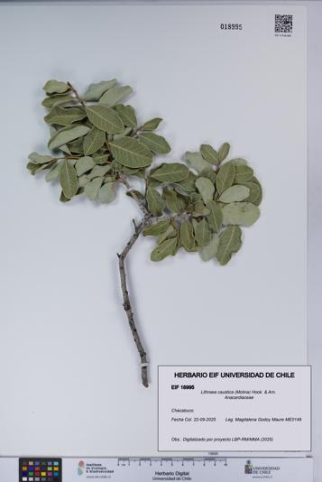 Lithraea caustica [Espécimen: UCH:EIF:0018995]