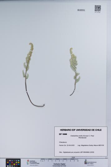 Cheilanthes mollis [Espécimen: UCH:EIF:0018996]