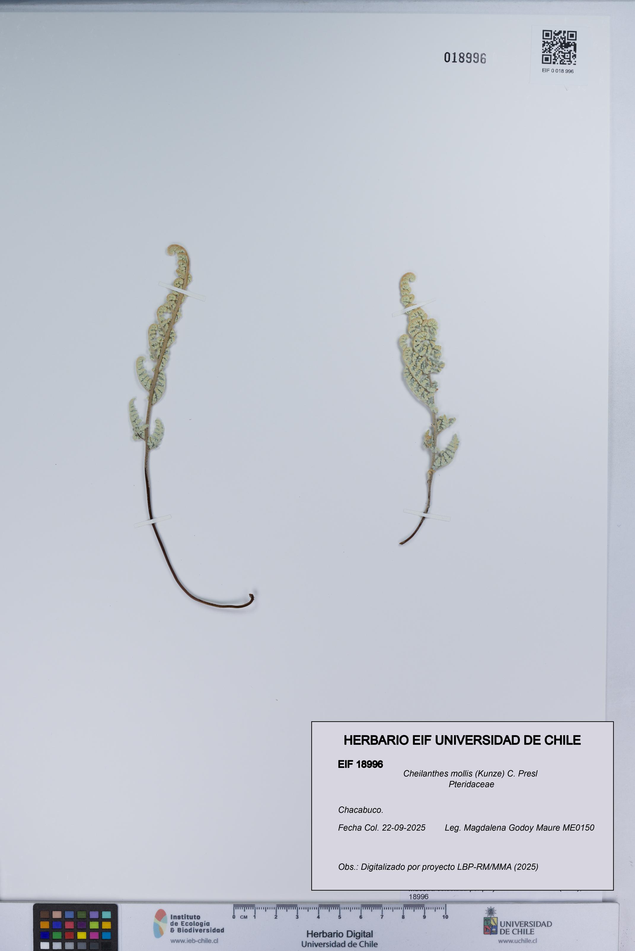 Cheilanthes mollis [Espécimen: UCH:EIF:0018996]