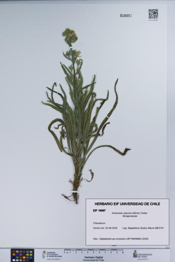 Amsinckia calycina [Espécimen: UCH:EIF:0018997]