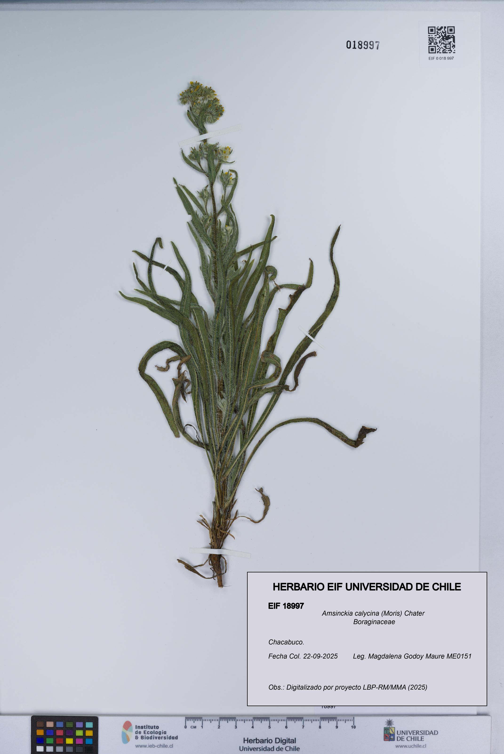 Amsinckia calycina [Espécimen: UCH:EIF:0018997]