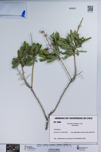 Proustia cuneifolia [Espécimen: UCH:EIF:0018998]