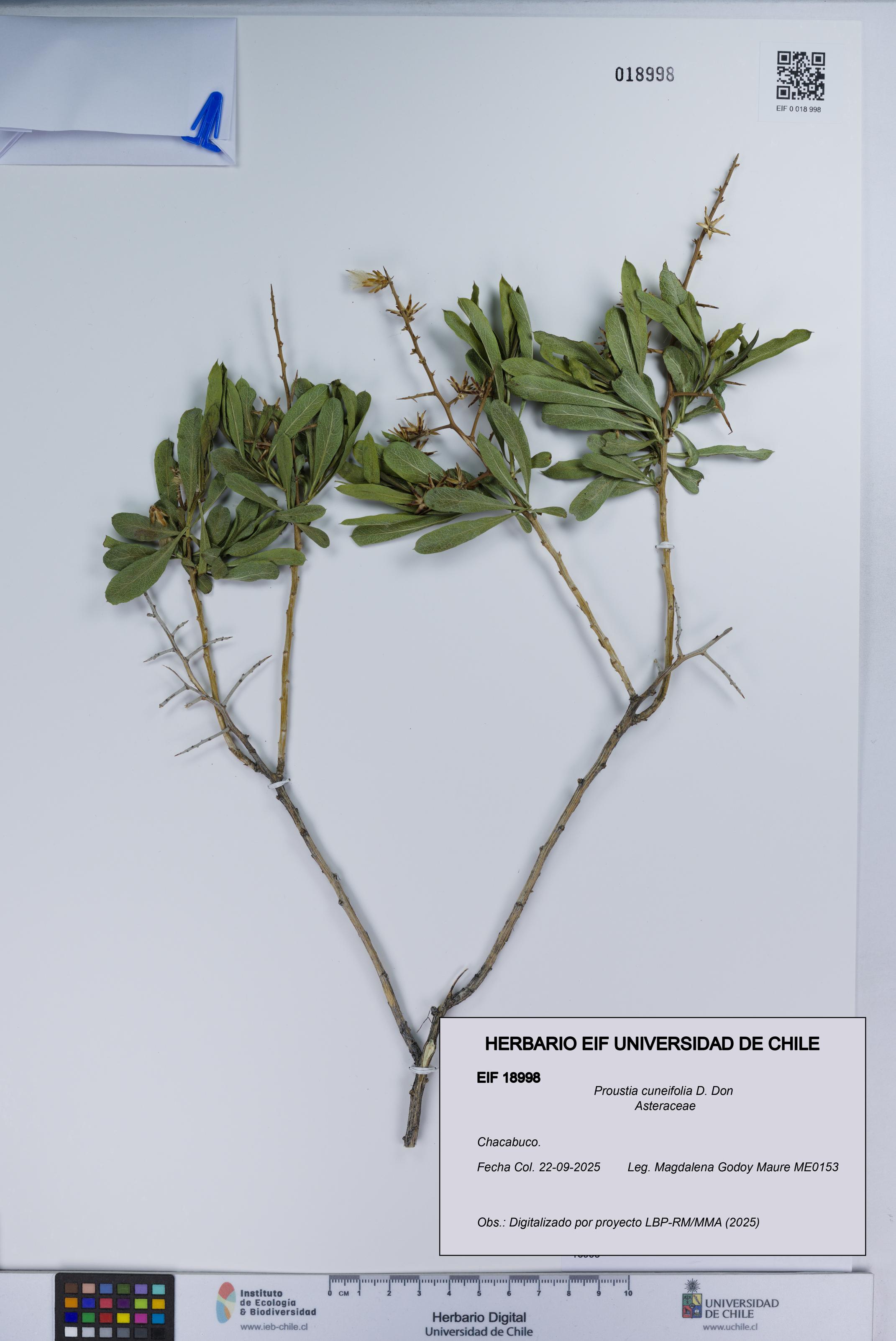 Proustia cuneifolia [Espécimen: UCH:EIF:0018998]