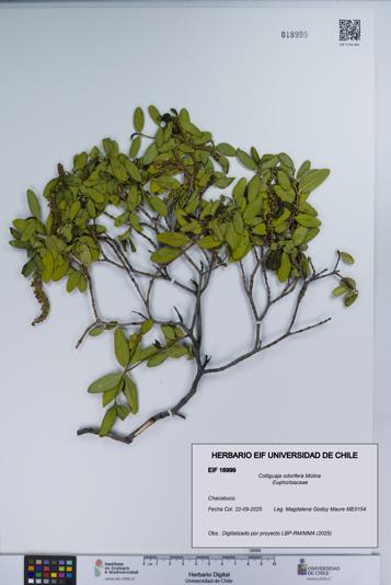 Colliguaja odorifera [Espécimen: UCH:EIF:0018999]