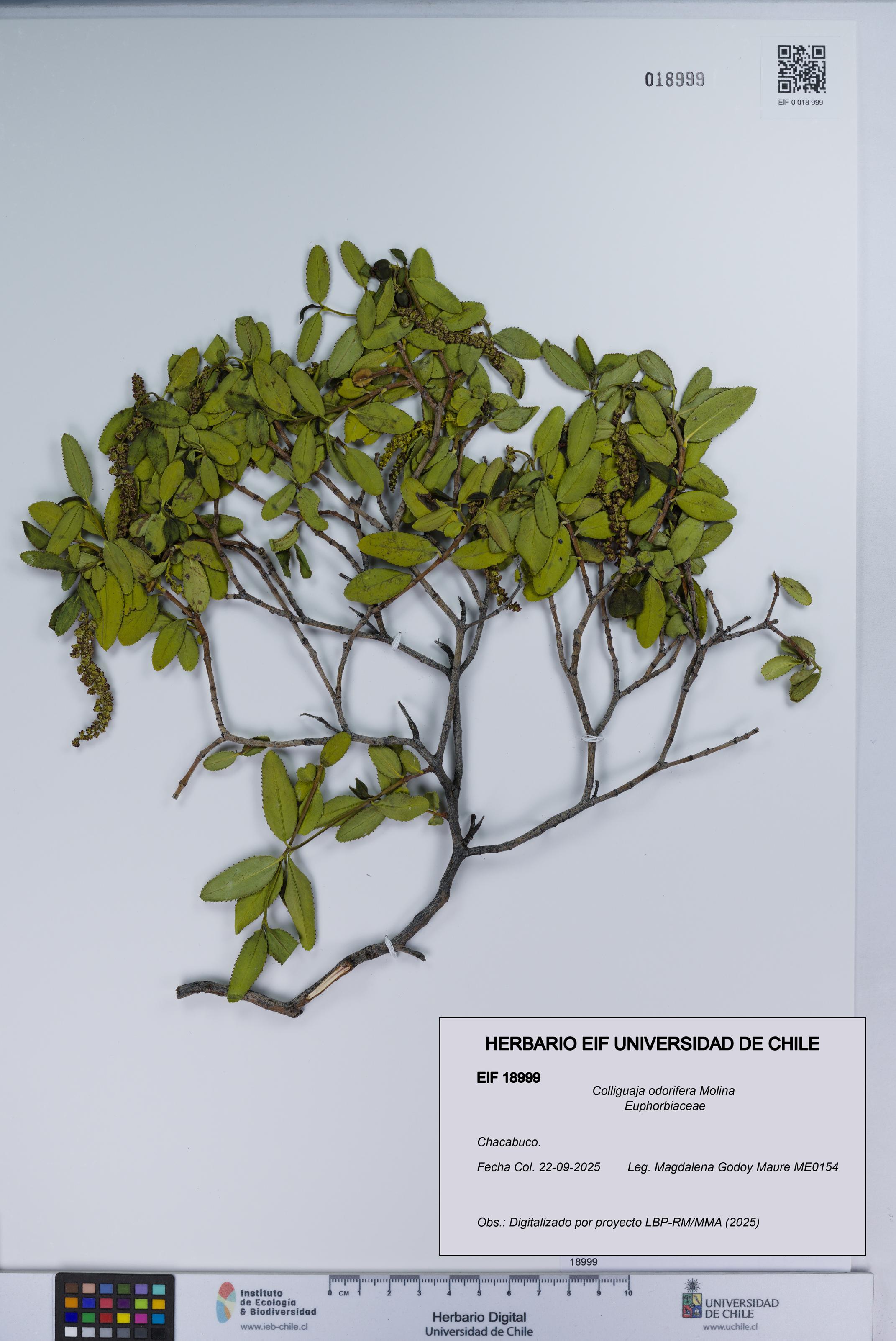 Colliguaja odorifera [Espécimen: UCH:EIF:0018999]