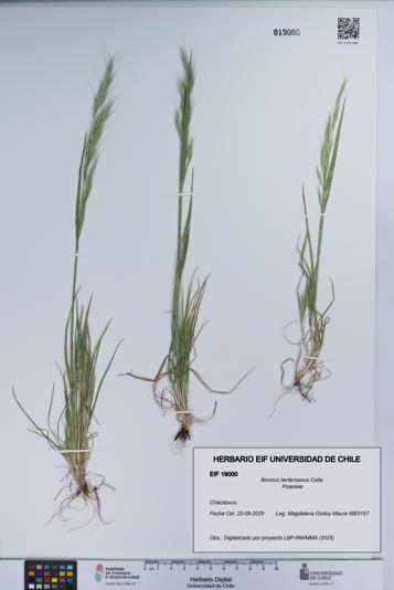 Bromus berteroanus [Espécimen: UCH:EIF:0019000]