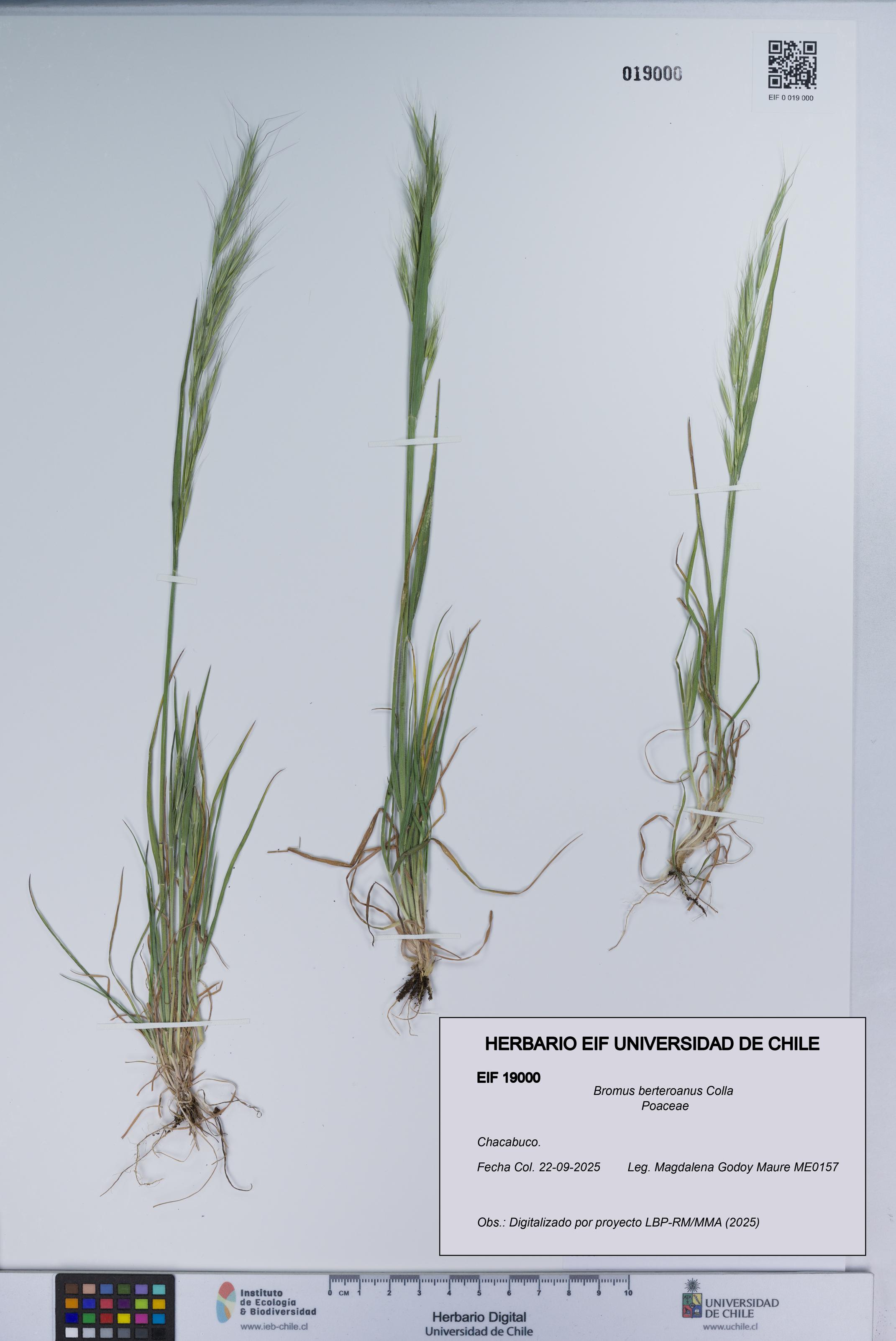 Bromus berteroanus [Espécimen: UCH:EIF:0019000]