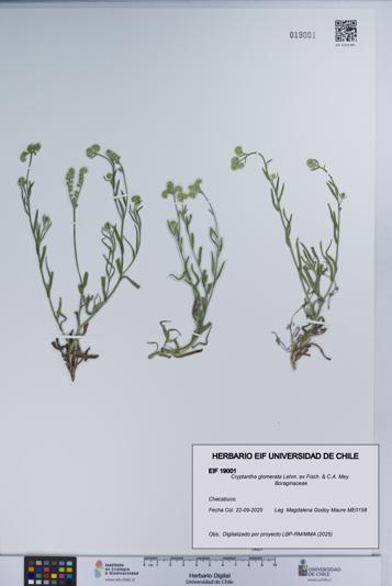 Cryptantha glomerata [Espécimen: UCH:EIF:0019001]