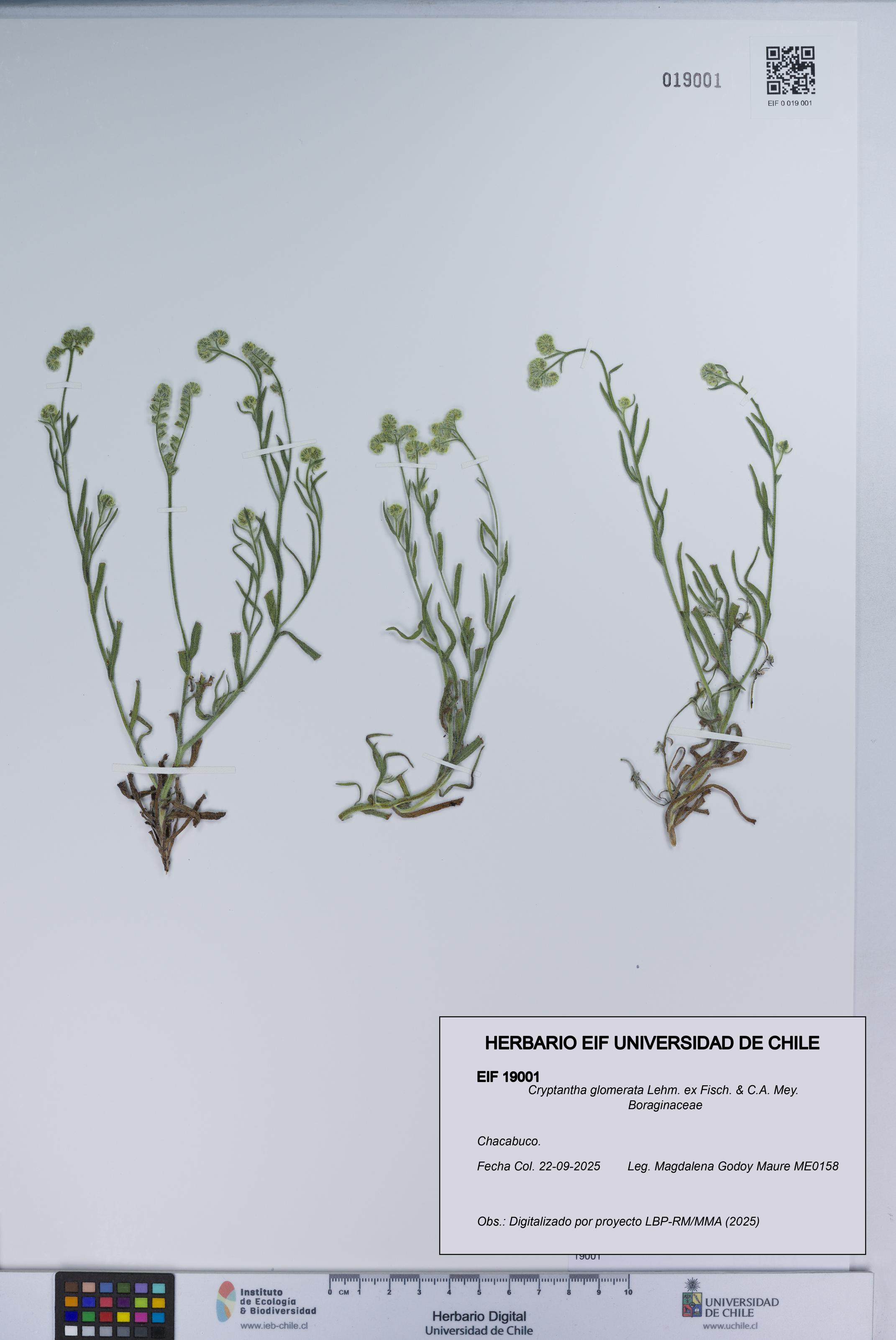 Cryptantha glomerata [Espécimen: UCH:EIF:0019001]