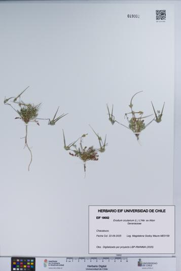 Erodium cicutarium [Espécimen: UCH:EIF:0019002]