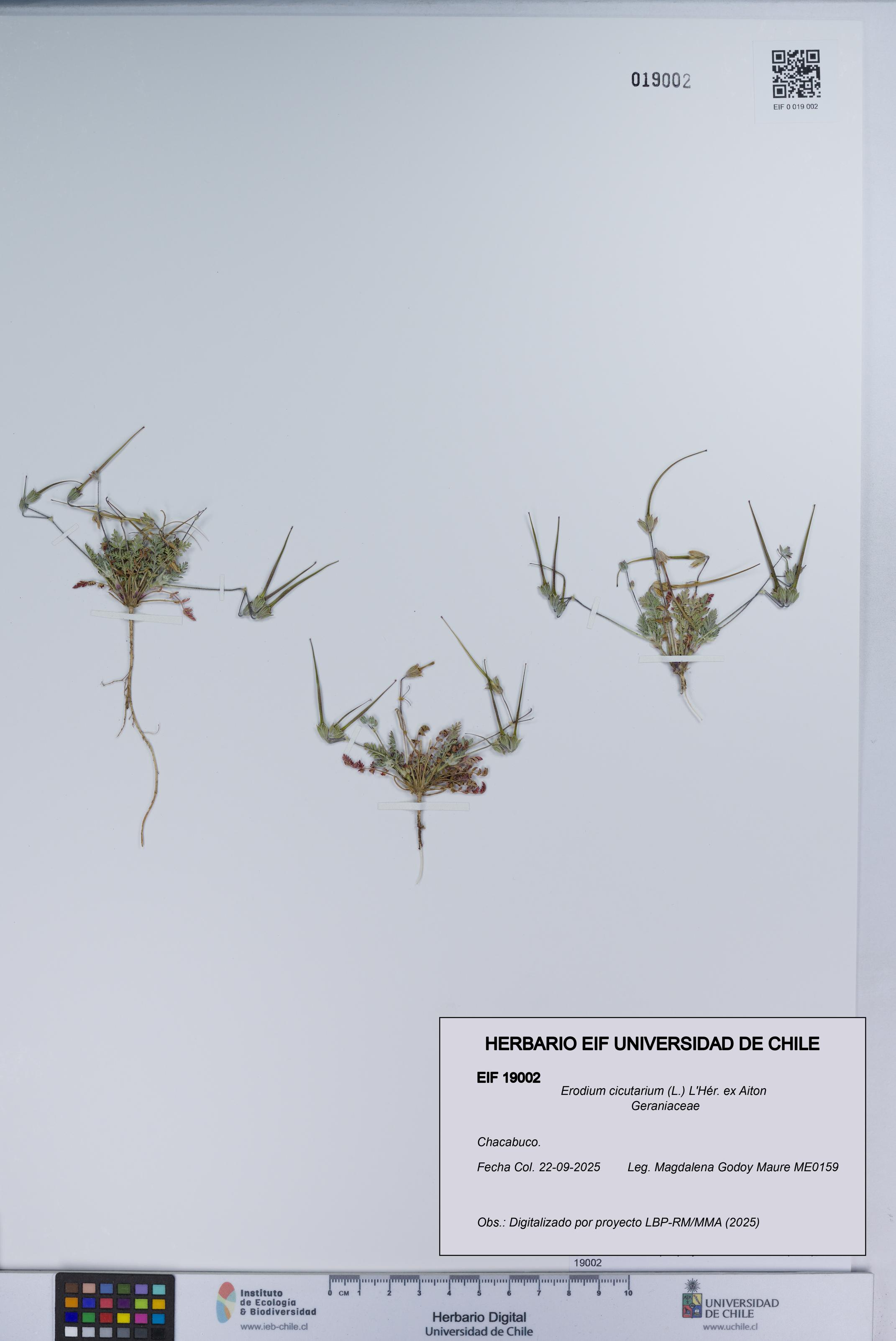 Erodium cicutarium [Espécimen: UCH:EIF:0019002]