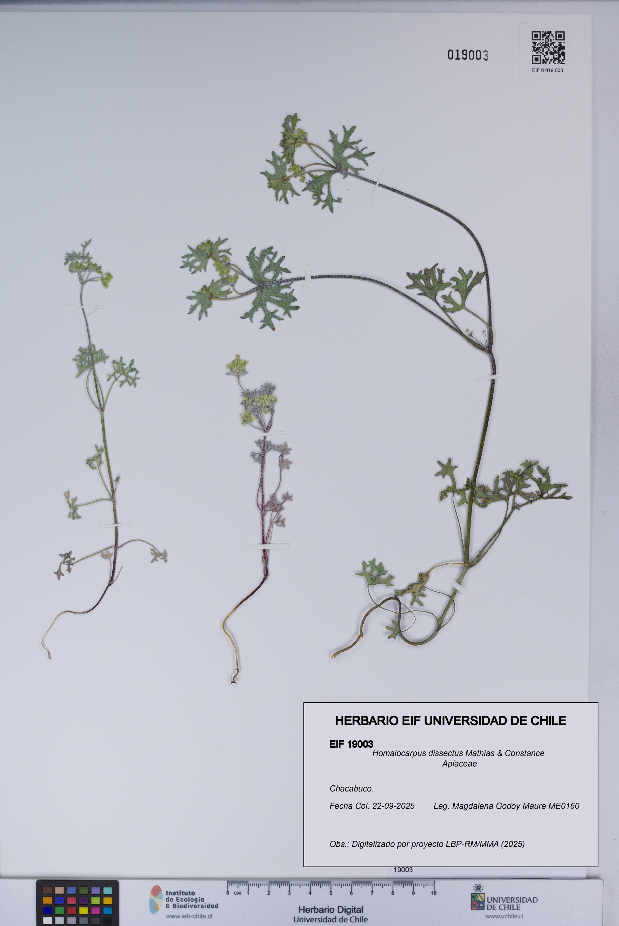 Homalocarpus dissectus [Espécimen: UCH:EIF:0019003]