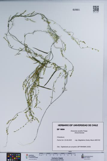 Dioscorea saxatilis [Espécimen: UCH:EIF:0019004]