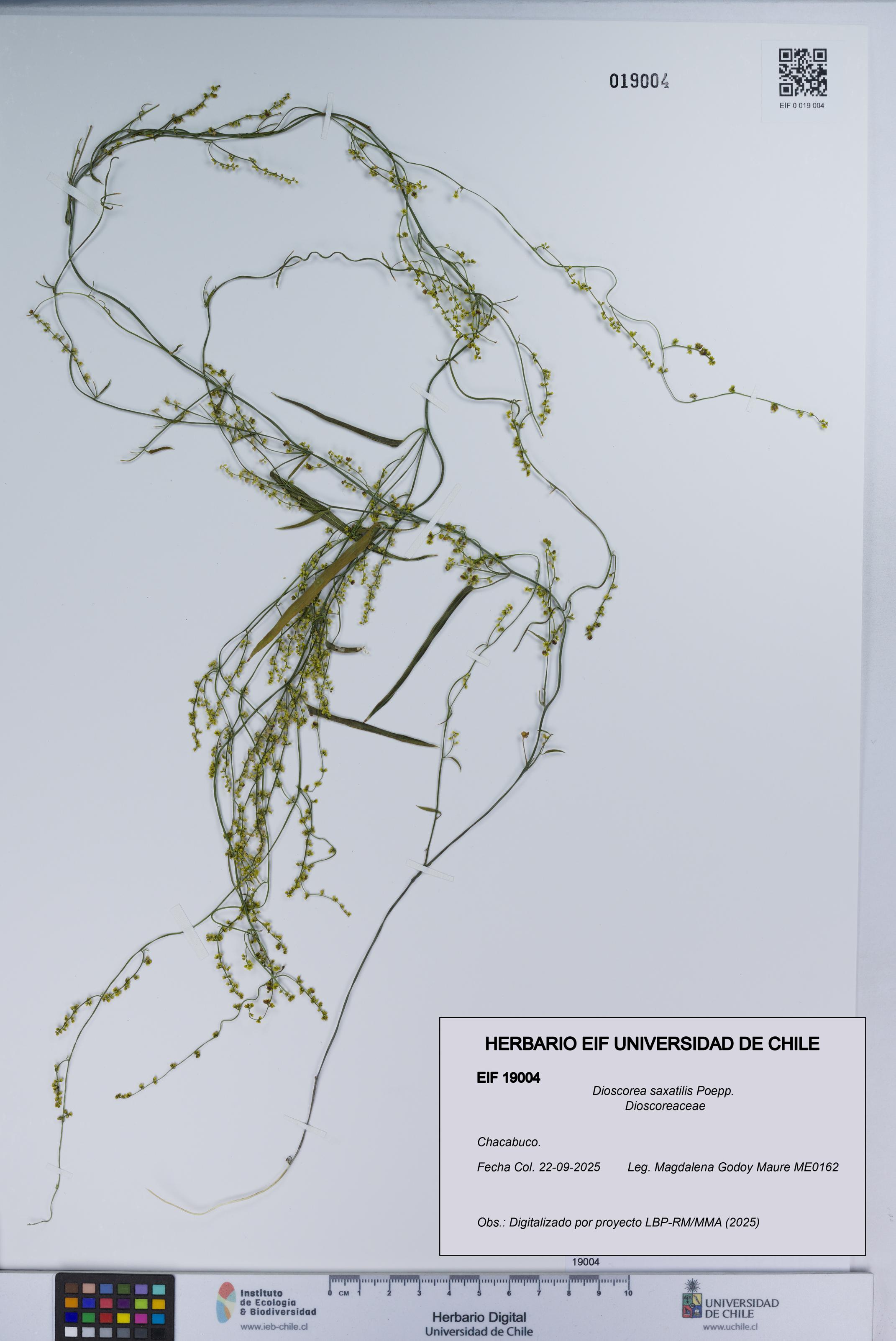 Dioscorea saxatilis [Espécimen: UCH:EIF:0019004]