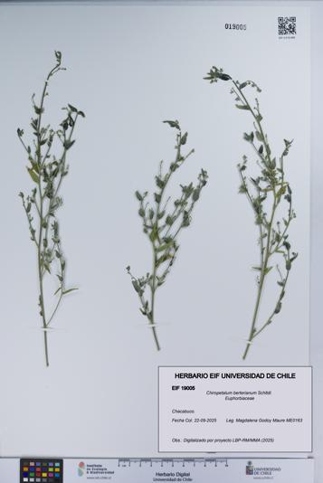 Chiropetalum berterianum [Espécimen: UCH:EIF:0019005]