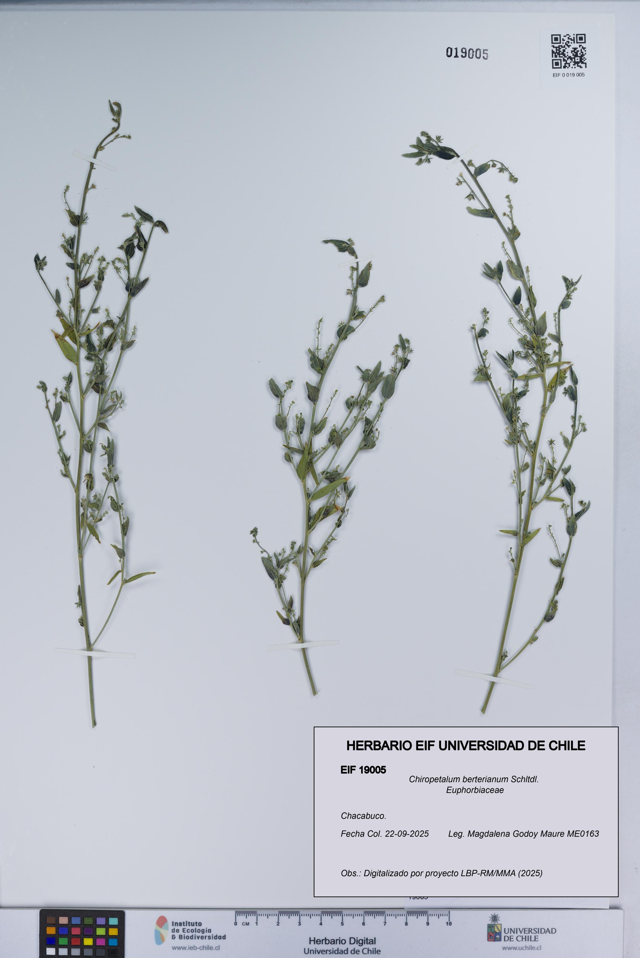 Chiropetalum berterianum [Espécimen: UCH:EIF:0019005]