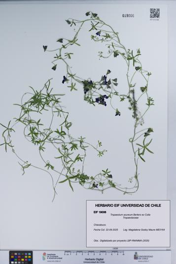 Tropaeolum azureum [Espécimen: UCH:EIF:0019006]
