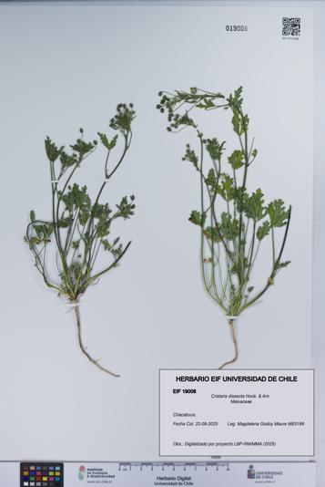 Cristaria dissecta [Espécimen: UCH:EIF:0019008]
