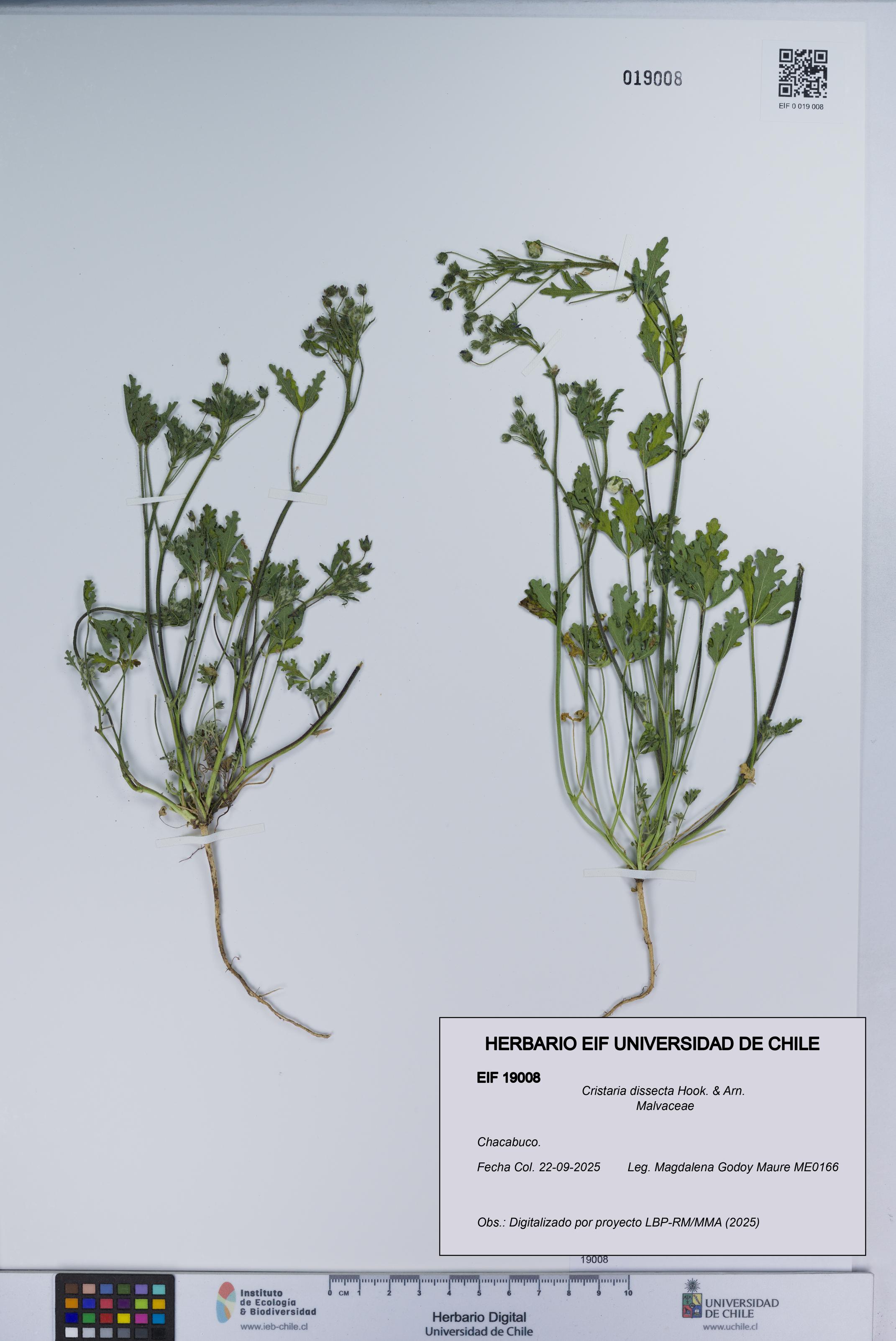 Cristaria dissecta [Espécimen: UCH:EIF:0019008]