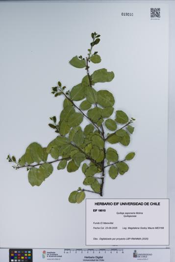 Quillaja saponaria [Espécimen: UCH:EIF:0019010]
