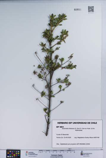 Gochnatia foliolosa [Espécimen: UCH:EIF:0019011]